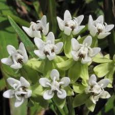 Rare Caribbean Butterfly Milkweed White Asclepias Nivea Album 10 Seeds Asclepias Milkweed Tropical Plants