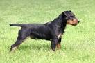 Jagdterrier - Price, Temperament, Life span