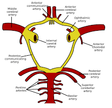 Identify the vessels through which blood travels within the pulmonary circuit, beginning from the right ventricle of the heart and ending at the left atrium. Arterial Supply To The Brain Carotid Vertebral Teachmeanatomy