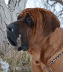 tosa inu dog shenki sobaki porody sobak