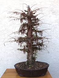 Anyway, i'm trying to figure out an online outlet that sells nice groupings (preferably different size trees) of bald cypresses or shops people have bought bald cypress from and were happy. Bald Cypress Bonsai Bci
