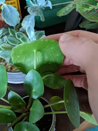 Maybe you would like to learn more about one of these? Any Ideas On What The White Dots On The Underside Of My Ufo Plant Are Indoorgarden