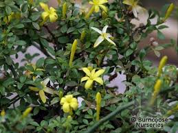 Image result for Jasminum bakeri