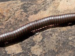 It is possible for millipedes to damage your garden area if they become too populous. World Around You Millipedes Are Harmless Creepy Crawlies Worldaroundyou Tulsaworld Com