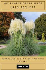 Top Selling White Ornamental Rare Pampas Grass Plant Seeds Flower Rare Reed Seeds Garden Plants Pampas Grass Seed Ornamental Grasses Pampas Grass Care
