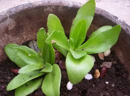Image result for Kalanchoe lanceolata