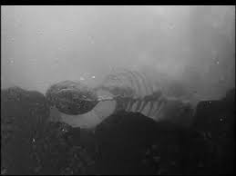 Check spelling or type a new query. Regarding Godzilla S Dorsal Plates Toho Kingdom
