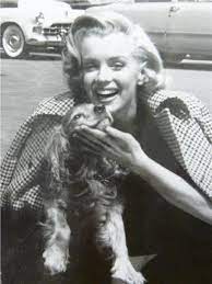 Marilyn Monroe Image 2 909 Of 5 839 Marilyn Monroe Photos Marilyn Marilyn Monroe