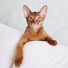 abissinskaya koshka odna iz samyh drevnih porod koshek cats animals