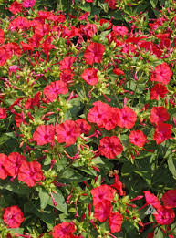Image result for Mirabilis jalapa
