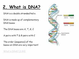 What Is Dna Dna Replication Dna Complementary Dna