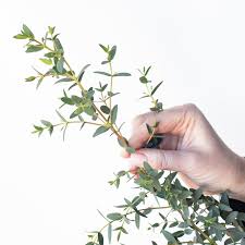 Image result for Hypoxis parvifolia