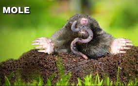 The only way to get rid of moles and gophers is to remove them from your lawn. How To Get Rid Of Moles Grass Pad