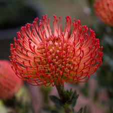 Image result for Leucospermum
