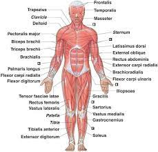 Label the indicated anterior muscles of the body. Anterior Muscles Labeled Human Body Muscles Human Body Anatomy Muscle Anatomy