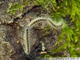 Ce type de chenille poilue n'est autre que la larve d'un papillon de nuit appelé le thaumetopoea pityocampa. Processionnaire Du Chene Thaumetopoea Processionea Traitement Et Lutte