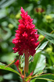 Celosia Eternity Improved Alfond Chioldren S Garden Botanical Gardens Botanical Garden Tours