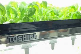 Καλλιεργεί λαχανικά η Toshiba