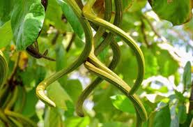 Image result for Fernandoa