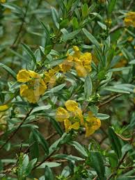 Image result for Heimia salicifolia