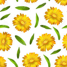 No need to register, buy now! Realistic Detailed 3d Yellow Calendula Marigold Flower Seamless Pattern Background On A White Vector Illustration Of Blossom Beauty Plant Royalty Free Cliparts Vectors And Stock Illustration Image 124075766