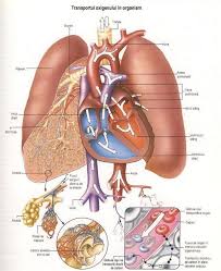 Sistemul Respirator Biology Respiratory Bio
