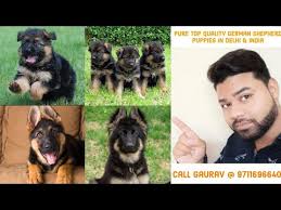 V2 ramon vom der grafschaft mark schh3, fh1 kkl 1a, va2 queen vom go to photo gallery to see pricing on puppies puppies are 8 weeks on november 07, 2015. German Shepherd Puppies For Sale In Delhi India 9711696640 By Gaurav Dog World