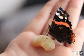 Ce n'est pas le cas pour d'autres qui peuvent se nourrir. Intra Science Papillon Vulcain Se Nourrissant