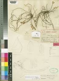 Image result for Microcoelia koehleri