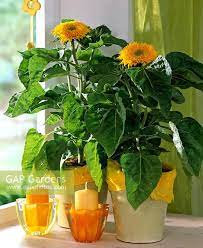 Helianthus Annuus Flower Juice Best Flower Wallpaper