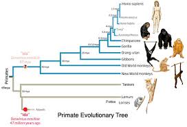 Unraveling The Tree Of Life New World Monkey Primates