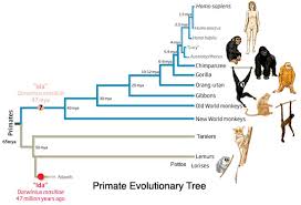 unraveling the tree of life new world monkey primates