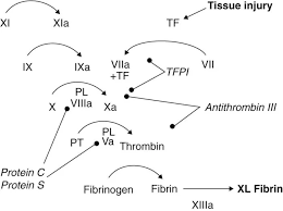 Image result for Hypercoagulable