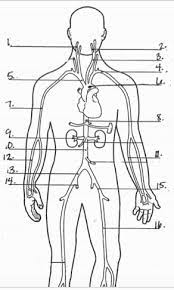 Label the major arteries and veins indicated in figure 4611. Arteries Label Quiz Diagram Quizlet