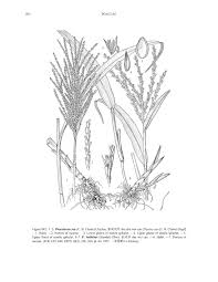 Image result for Phacelurus gabonensis