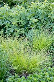 Image result for Seddera