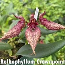 Image result for Bulbophyllum X chikukwa