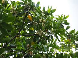Image result for Calophyllum inophyllum