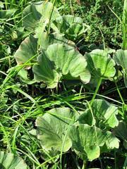 Image result for Gunnera perpensa