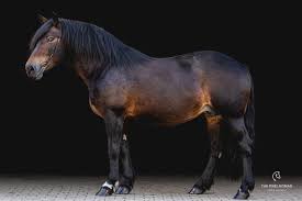 A draft horse (us), draught horse (uk) or dray horse (from the old english dragan meaning to draw or haul; Schwarzwalder Kaltblut Horse Forgotten Horses By The Pixel Nomad