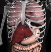 List the major organs and structures, describe the major functions, and use anatomical planes and directional terms to identify. Best Anatomy Apps Educational App Store