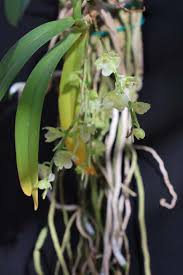 Image result for Rhipidoglossum