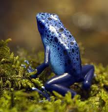Blue Dart Frog Kikker