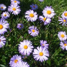 Image result for Kosteletzkya grantii