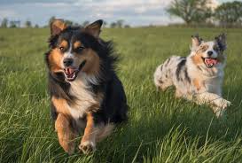 Image result for australian shepherd