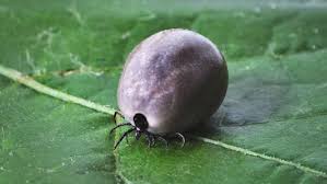 Maigrir Avec L Homeopathie Les Meilleures Granules Pour La Perte De Poids Remedes Naturels Astuces Mycose