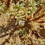 Image result for Suaeda vermiculata