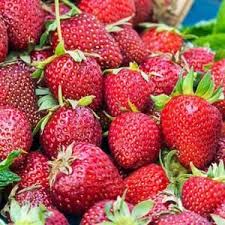 Gurney S Honeoye Junebearing Strawberry Plants 25 Pack 13846 The Home Depot In 2020 Fruit Plants Strawberry Plants Edible Garden