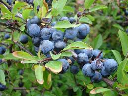 They're cold hardy, require little maintenance after they're established, and produce heavy crops of delicious stone best climate for growing plum trees. 23 Top Types Of Plum Trees Progardentips
