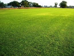 Bernama latin pennisetum purpureum, rumput hias ini memiliki ukuran cukup besar. Jenis Jenis Rumput Dan Macam Macam Rumput Berdasarkan Jenisnya